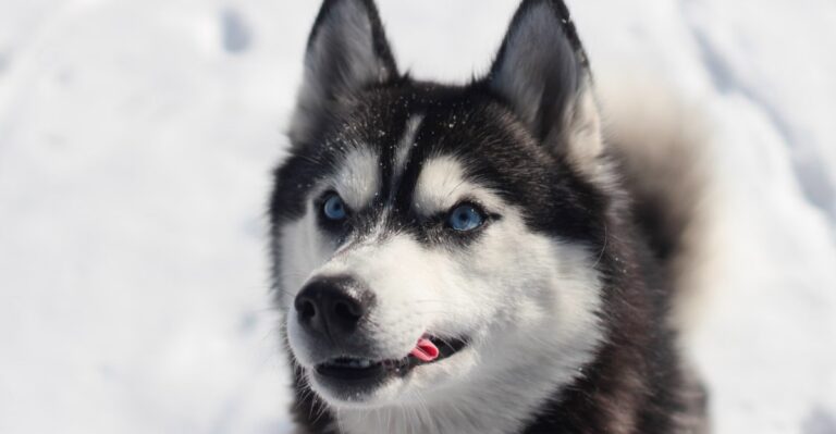 featured image b7b13c0fb5ee 192950e0b633 dog news