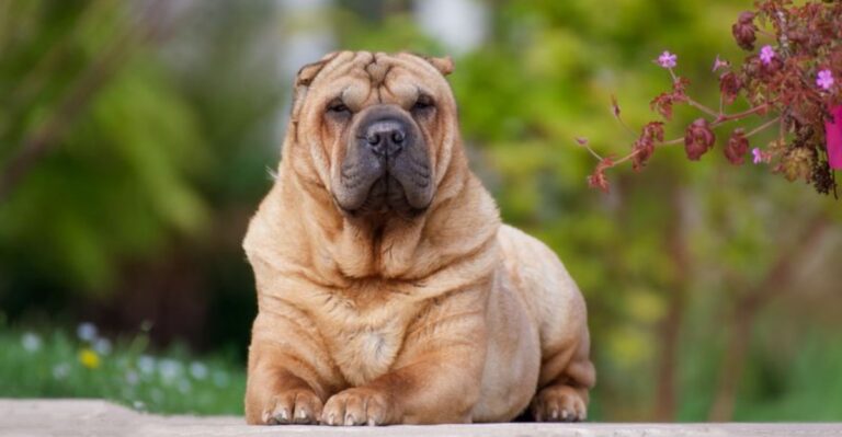 featured image b7d957c3436b 6e1bb7106170 dog news