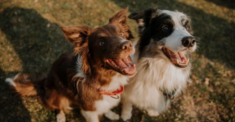 featured image b883993152f0 7c8cb0ce9250 dog news