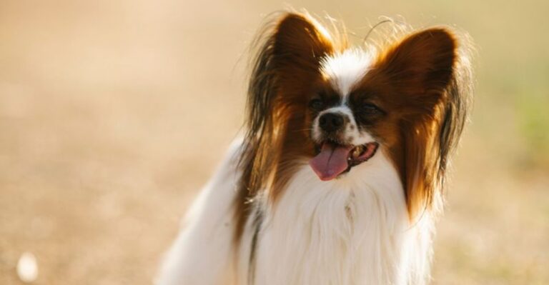 featured image b99ea4ee08fb d4c2fbde4185 dog news
