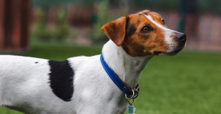 featured image bbc674f68812 7a6cbc54d6b3 dog news