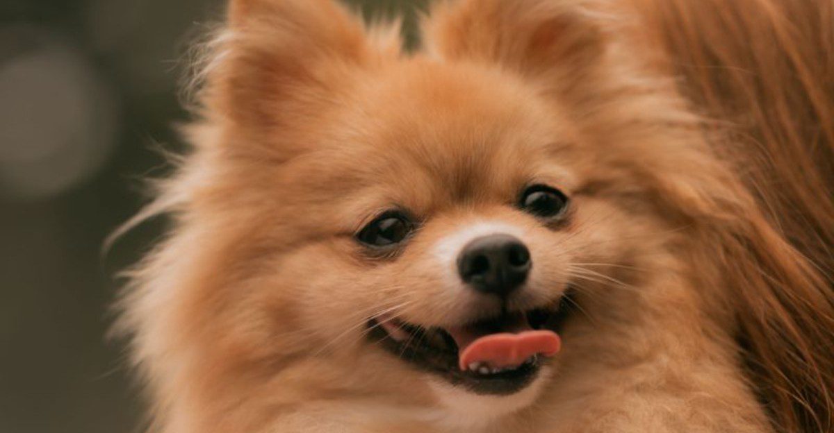 One person and the right dog can make a surprisingly complete household