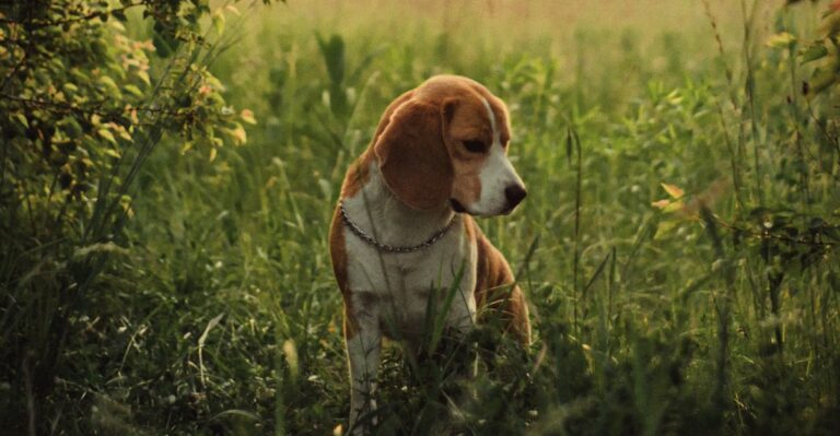 featured image bd2e83fa36cf f18a6eee8778 dog news