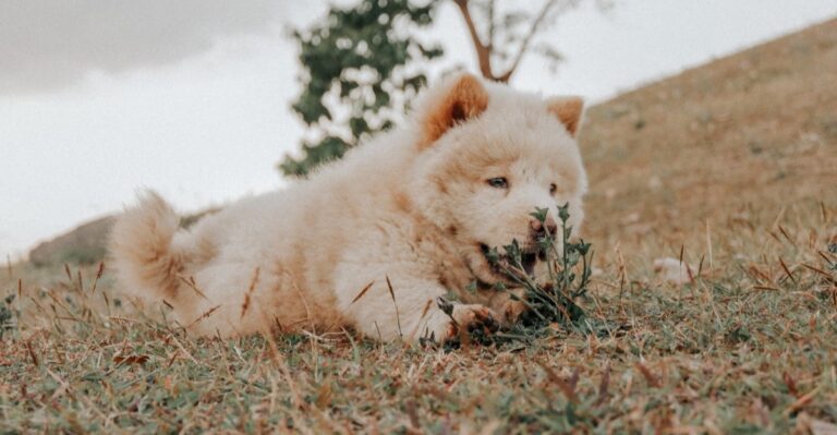 featured image c10bf4fda2f8 40f91f21fa24 dog news