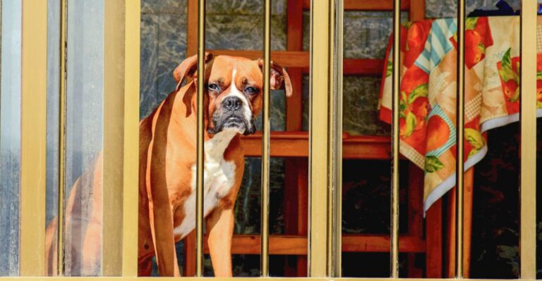 featured image c742b25cc53f 51737a071918 dog news