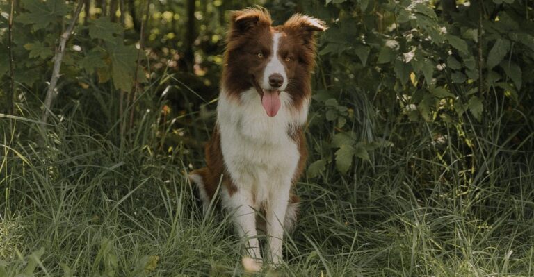 featured image c8aa1d35663e c952874358e4 dog news