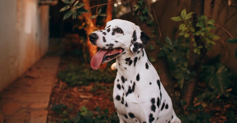 featured image ca370ba15344 8f1f1412cd7b dog news