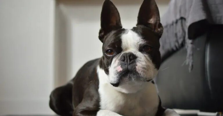 featured image cae00b08d52b 03d486d45596 dog news