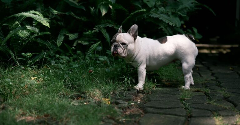 featured image cc62b7508a21 a6ce38141871 dog news