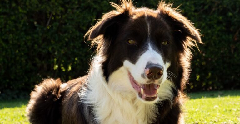 featured image cc805f614c00 0322c281bc09 dog news