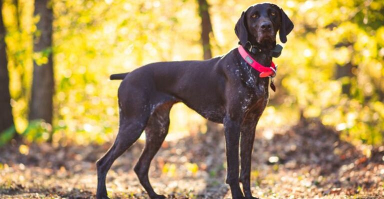 featured image cf8e14a6230c ff7db76a5fb1 dog news