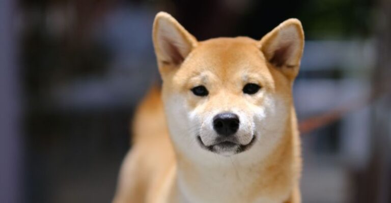 featured image cffeb71f276d e1037d2676e0 dog news