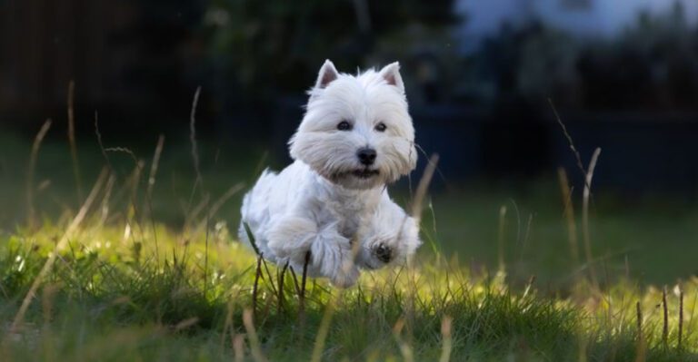 featured image d209638d02f1 c6cfeacb87a1 dog news