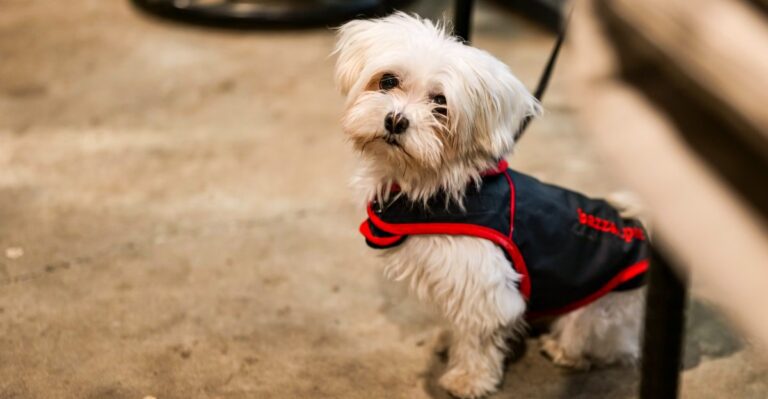 featured image d37e1b4f9b39 416d35f4f682 dog news