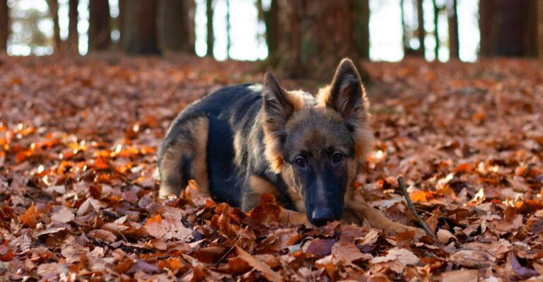 featured image d474b1b844ff 8891288b66d5 dog news