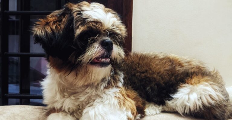 featured image da2b81b70a9d 9a7f3df6ee12 dog news