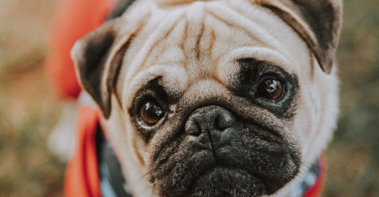 featured image da7036a4ad31 dbb63b4cdcb6 dog news
