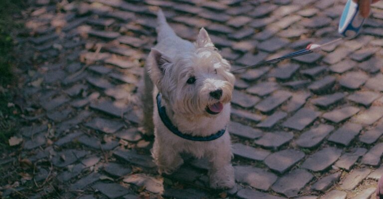 featured image db048376d65d 6b8b05affa59 dog news