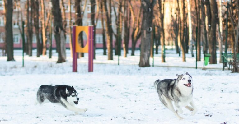featured image dc87b83e641f 6c8fbced17c1 dog news