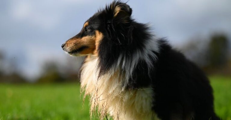 featured image dcb21bad3316 b3cd2c06c9c4 dog news