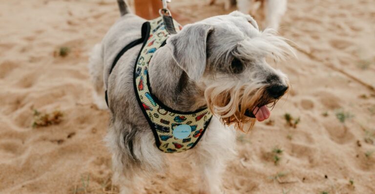 featured image dd73bf865130 0cac33739166 dog news