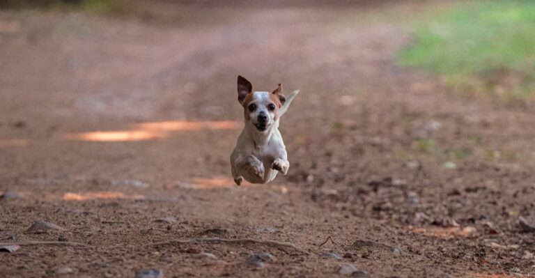 featured image dd80e4900740 1c49e47e7431 dog news