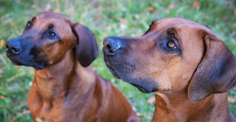featured image de40b74c9a4a 6c66b2f5b91f dog news