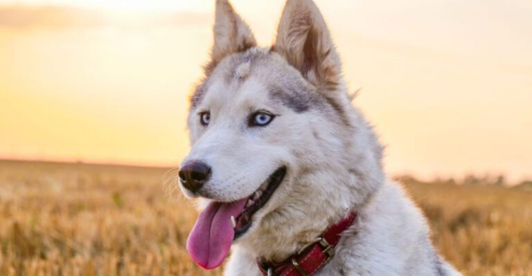 featured image df7cced55840 2664371dedb6 dog news