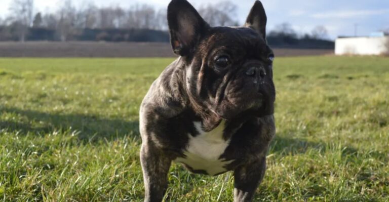 featured image e11ecbfe0503 2b7ec7b67ef6 dog news