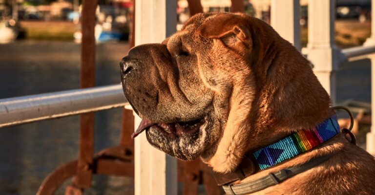 featured image e2aeabb58fbd 3d8d67b9e8ad dog news
