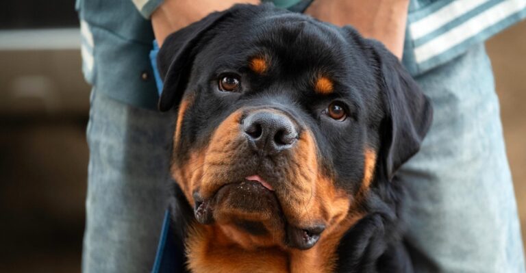 featured image e37f07ba5d9d cc6bd7252502 dog news