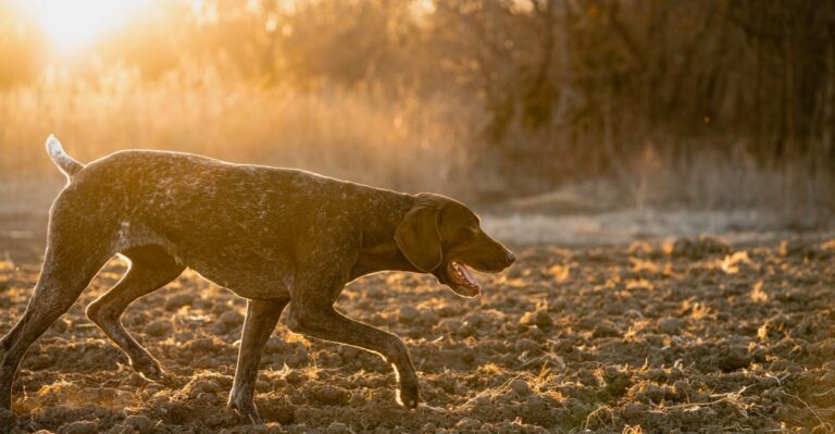 featured image e6964fdae773 be36ef31b9c1 dog news