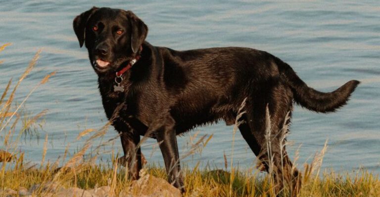 featured image e7b4645b7373 d31e4abf4dcd dog news