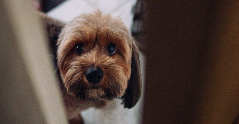featured image e8dec1b6400e 7d0588b617cb dog news