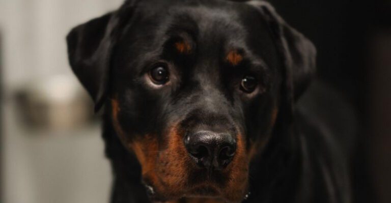 featured image e9219da9c758 395b9eceb9b9 dog news