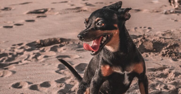 featured image ed9b62de2c93 a3f9d28c5032 dog news