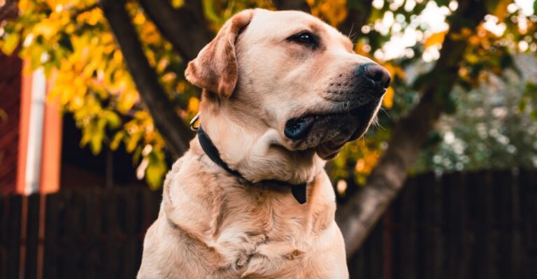 featured image eeba92272613 fdef96513b76 dog news