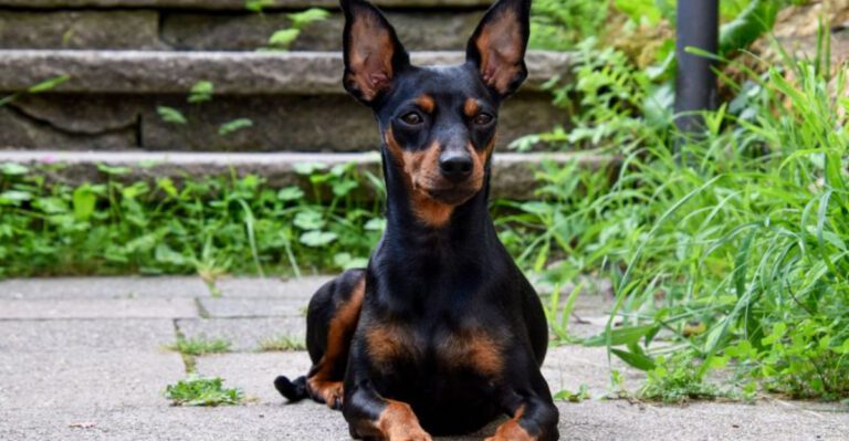 featured image f08634c80cf4 2aea41c93f7e dog news