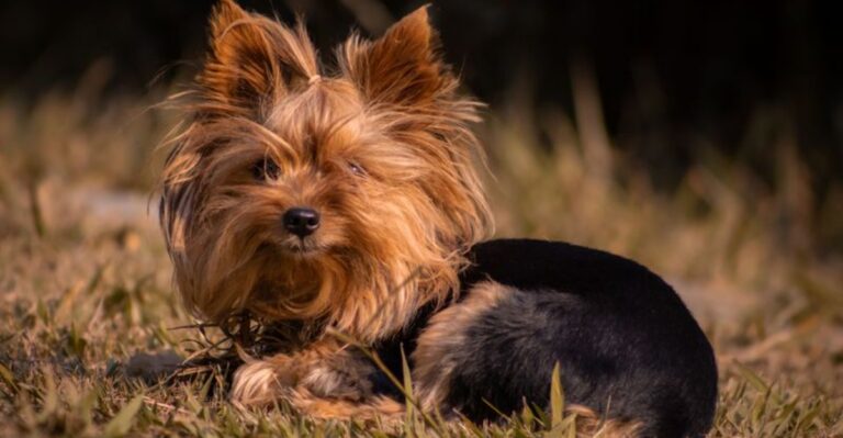 featured image f0ef5209ab89 4085e2eb04fc dog news