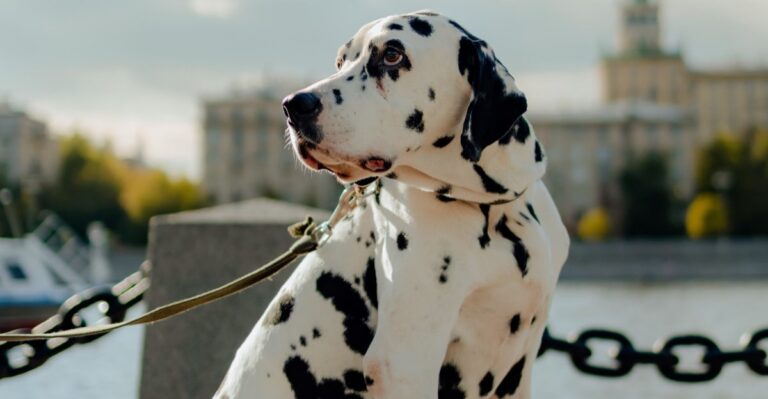 featured image f133b84a834e 644cda112276 dog news