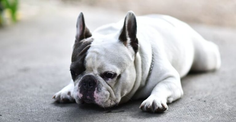 featured image f575dd3b56b6 eb4cf71a6e23 dog news