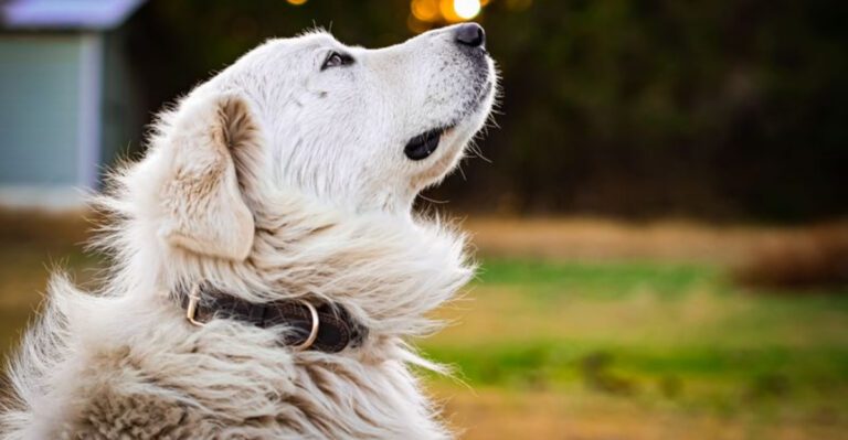 featured image f67893983679 02d2c26ecfa0 dog news