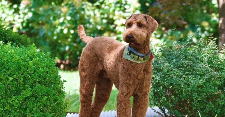 featured image f7bad5348188 6104ab79c89f dog news