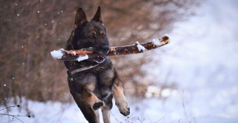 featured image f98a5e66854b bb757873c63e dog news