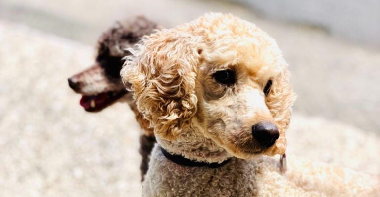 featured image fa7b5a0975cb 35cf1eafb03e dog news