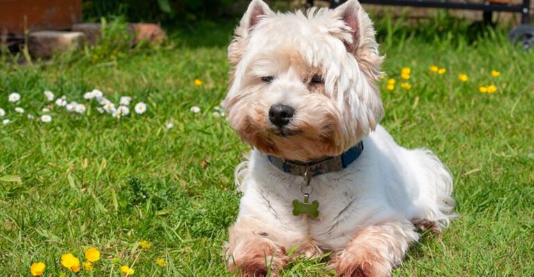 featured image fa82d5c548c6 3605b473039b dog news