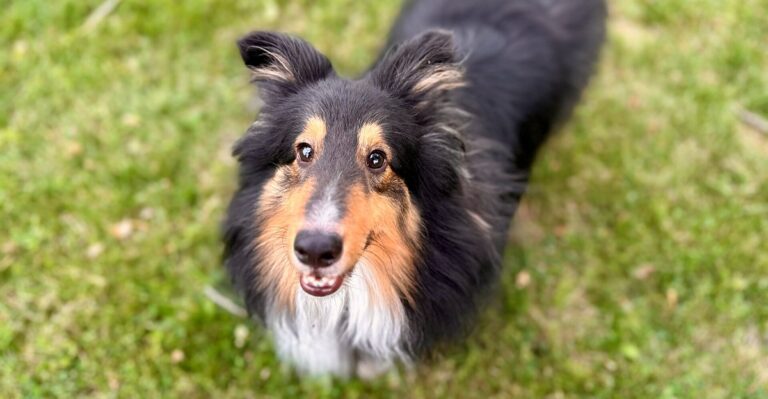 featured image fae4a8b1f88e 5aef33cb7bd4 dog news