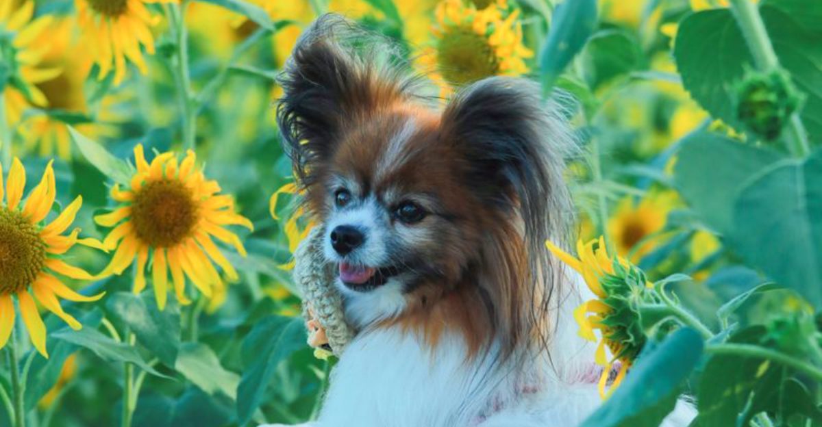 Some dogs watch human emotions surprisingly closely – These breeds are known for it