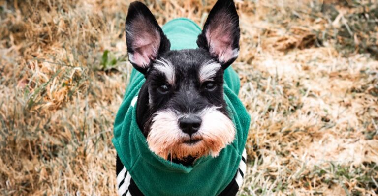 featured image fe1ce47e64f0 be579d66c7fe dog news