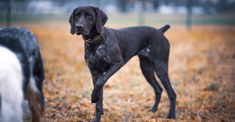 featured image fea2d485fb1c b3ddf94c9aa0 dog news